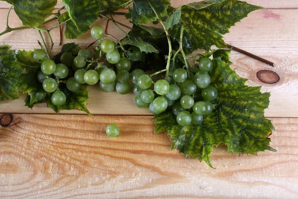 Uva Verde Mesa Variedad Vino Para Vinos Blancos —  Fotos de Stock