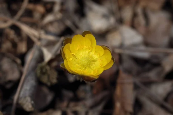 Adonis Amurensis Amur Adonis Pheasant Eye Far Eastern Snowdrop — Stock Photo, Image