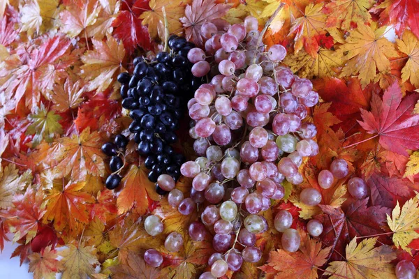 Uvas Frescas Sobre Hojas Arce — Foto de Stock