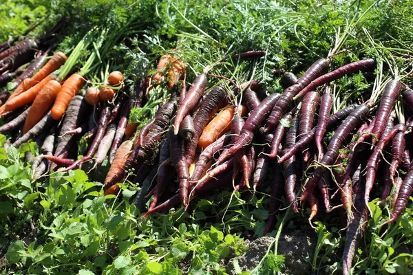 Zanahorias Zanahorias Violeta Inusual Cosecha — Foto de Stock