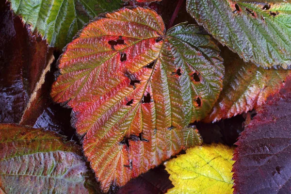 Primer Plano Las Hojas Otoño Fondo Texturizado — Foto de Stock