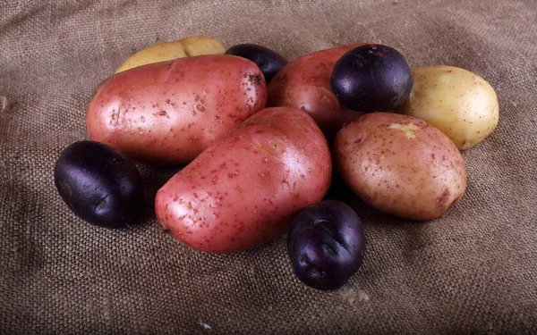 Fechar Colheita Batatas — Fotografia de Stock