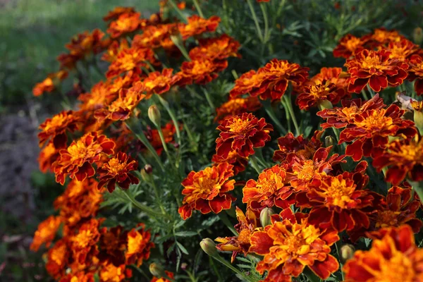 Gros Plan Des Fleurs Florissantes Étonnantes — Photo