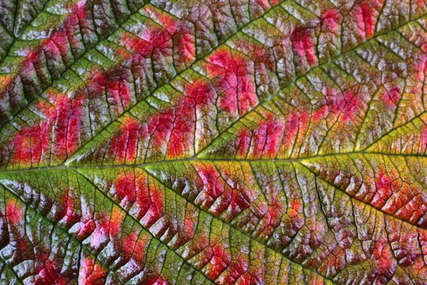 Makroaufnahme Der Herbstblätter — Stockfoto