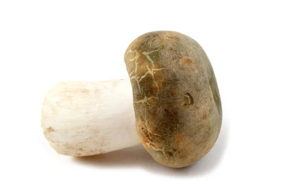 Russula Paddenstoel Grijze Variëteit — Stockfoto