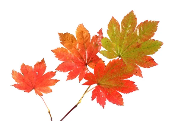 Herbst Blätter Isoliert Auf Weißem Hintergrund — Stockfoto