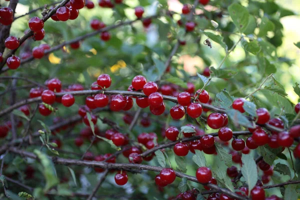 Growing Nanking Cherry Far Eastern Delicacy — Stock Photo, Image