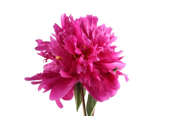 Close Amazing Blooming Flower — Stock Photo, Image