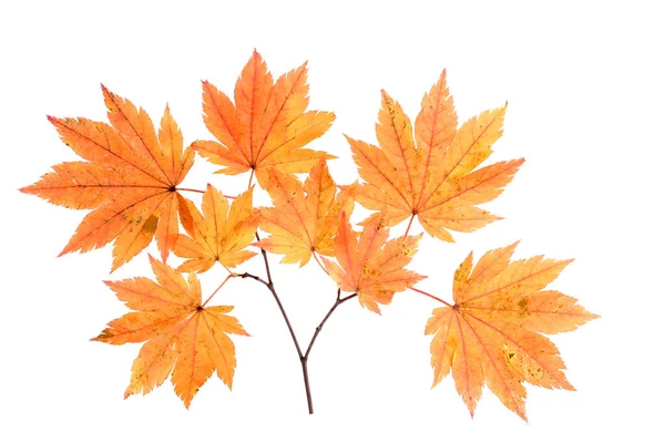Herbst Blätter Isoliert Auf Weißem Hintergrund — Stockfoto