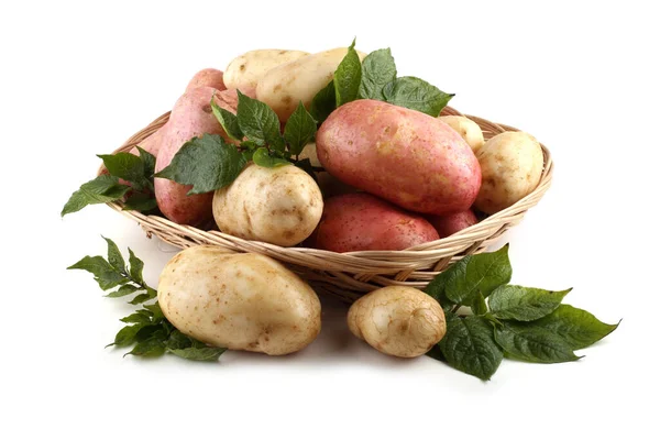 Nahaufnahme Der Kartoffelernte — Stockfoto