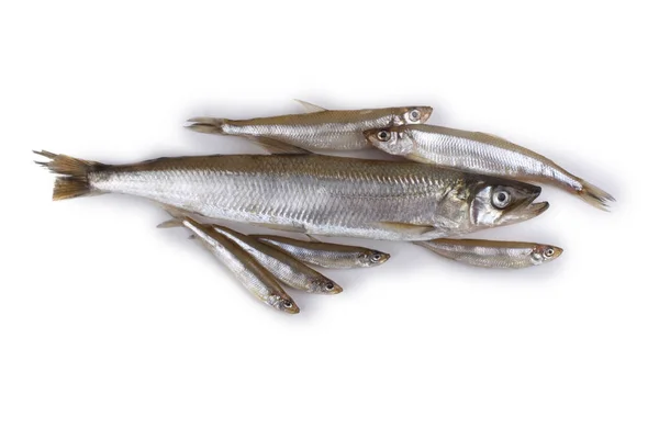 Smelt Fishes Big Middle Little Pacific Smelt Varieties — Stock Photo, Image