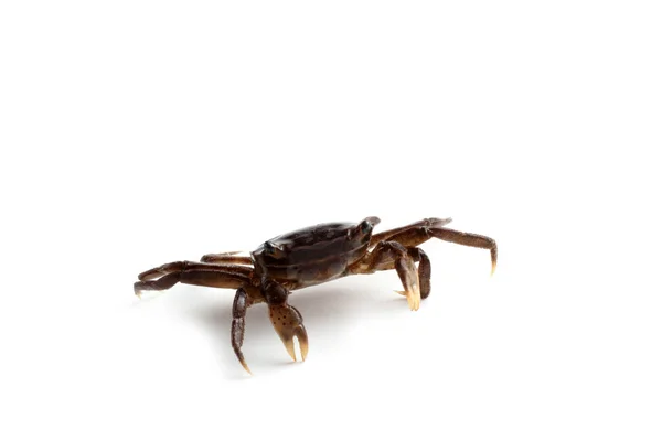 Petit Crabe Isolé Sur Fond Blanc — Photo