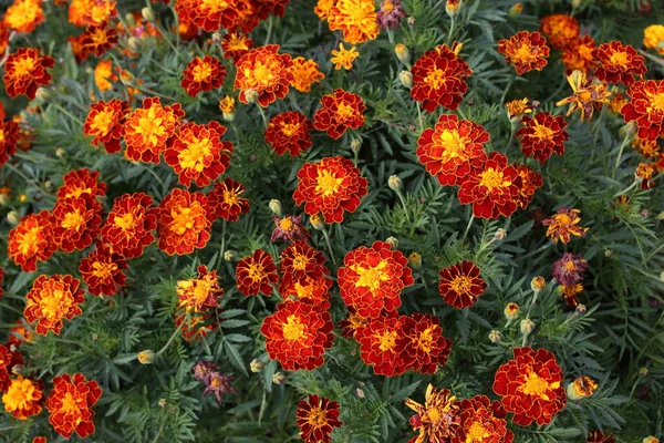 Közelről Csodálatos Virágzó Virágok — Stock Fotó