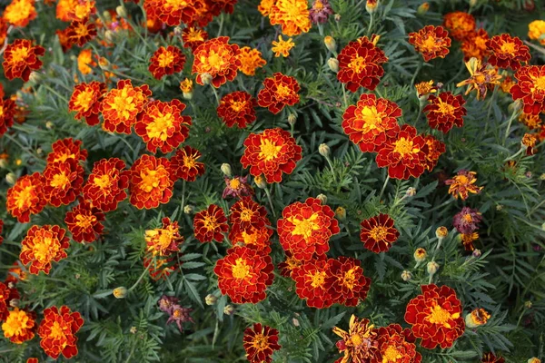 Gros Plan Des Fleurs Florissantes Étonnantes — Photo