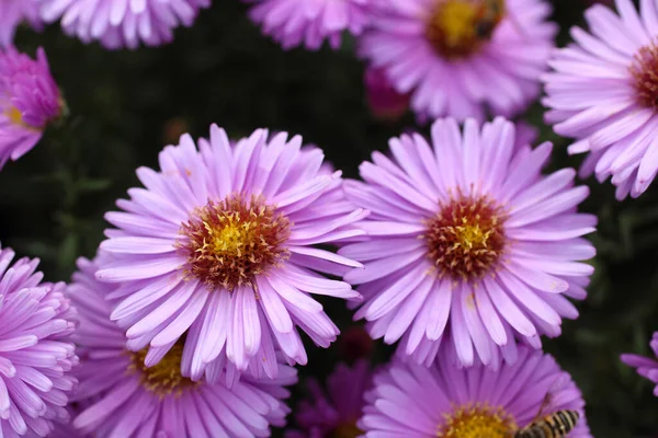 Närbild Fantastiska Blommande Blommor — Stockfoto