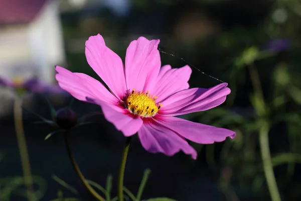 Närbild Fantastiska Blommande Blomma — Stockfoto