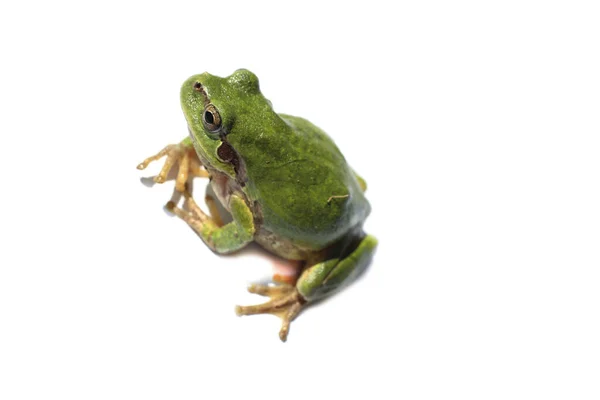 Grenouille Verte Isolée Sur Blanc Hyla Japonica — Photo