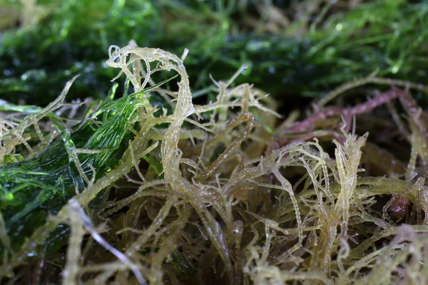 Algen Achtergrond Verschillende Zeeplanten — Stockfoto