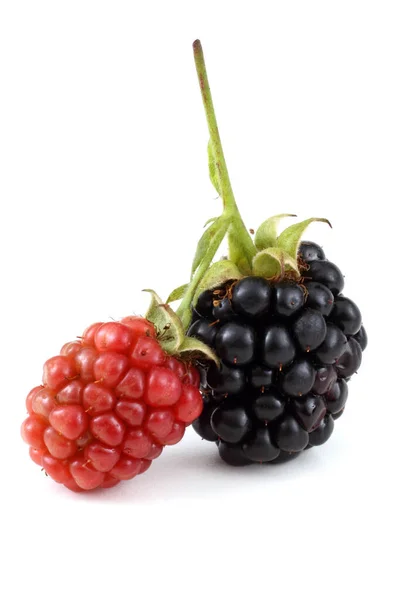 Fresh Blackberry Harvest Close — Stock Photo, Image