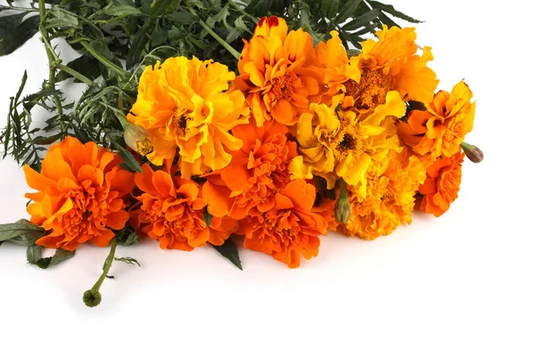 Fiori Calendula Isolati Sfondo Bianco — Foto Stock