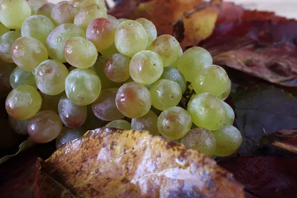 Виноград Осінньому Листі — стокове фото