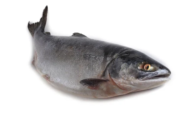 Zalm Geïsoleerd Wit — Stockfoto