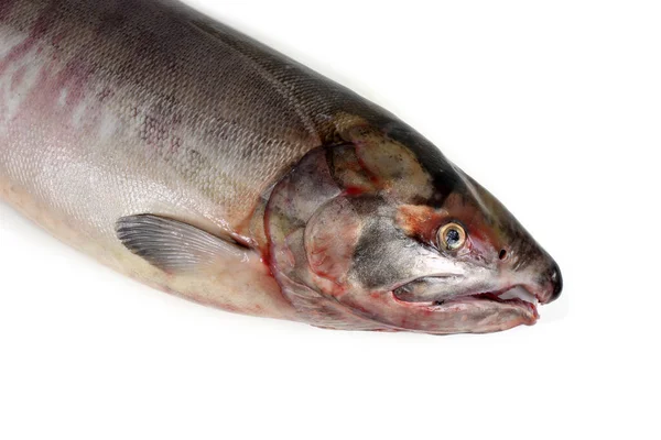 Chum Salmon Isolated White Silverbrite Salmon Dog Salmon Keta — Stock Photo, Image