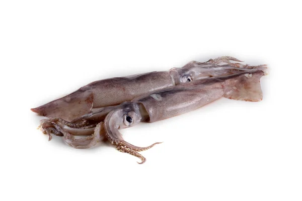 Tintenfische Isoliert Auf Weiß — Stockfoto