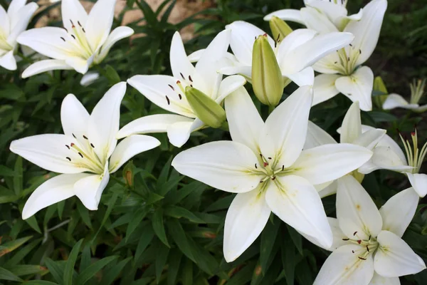 Primo Piano Incredibili Fiori Fiore — Foto Stock