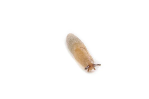 Ślimak Izolowany Białym — Zdjęcie stockowe