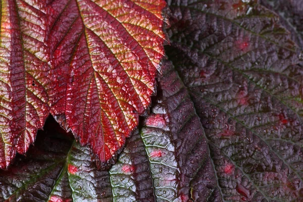 Macro Disparo Hojas Otoño — Foto de Stock