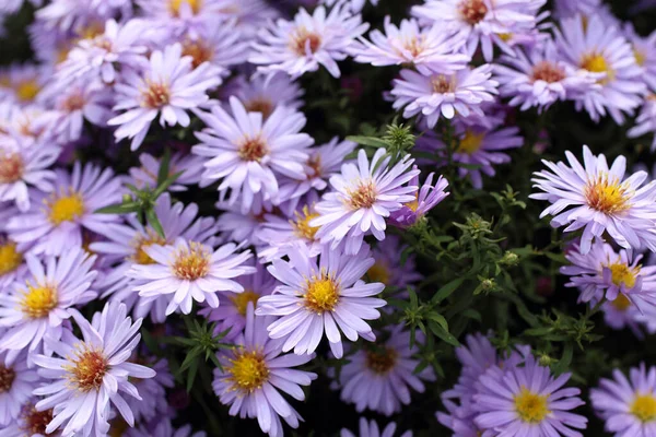 Närbild Fantastiska Blommande Blommor — Stockfoto