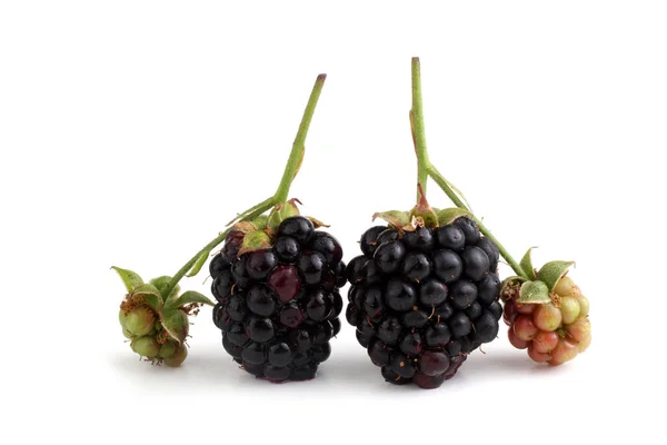 Fresh Blackberry Harvest Close — Stock Photo, Image