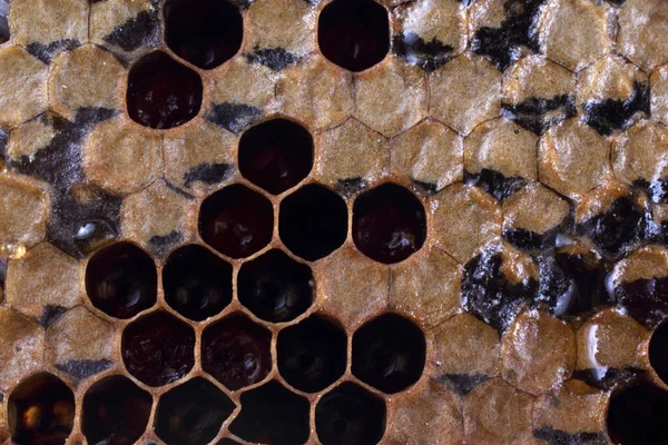 Frische Und Köstliche Bienenwaben — Stockfoto