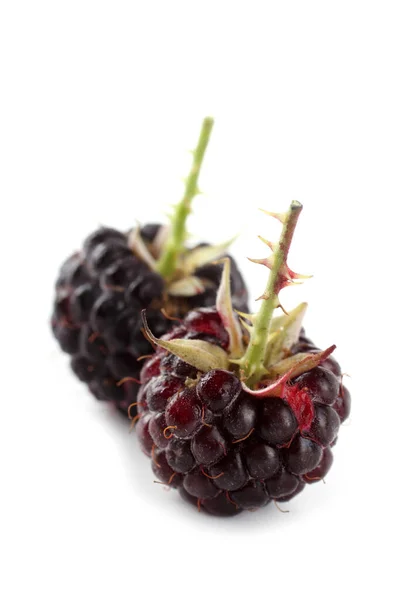 Twee Zwarte Frambozen Rubus Occidentalis Geïsoleerd Wit — Stockfoto