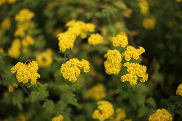 Chrysanthèmes Jaunes Bokeh Fond — Photo