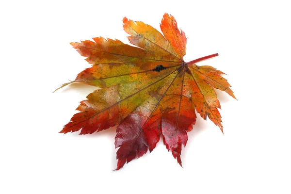 Vielfarbiges Herbst Ahornblatt — Stockfoto