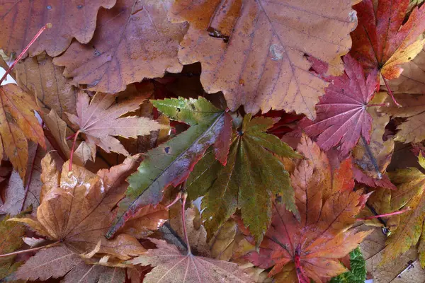 Fechar Folhas Outono Caídas — Fotografia de Stock