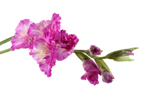 Flor Gladiolo Bicolor Blanco Violeta — Foto de Stock