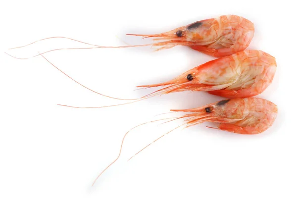 Shrimps Isoliert Auf Weiß Frische Meeresfrüchte — Stockfoto