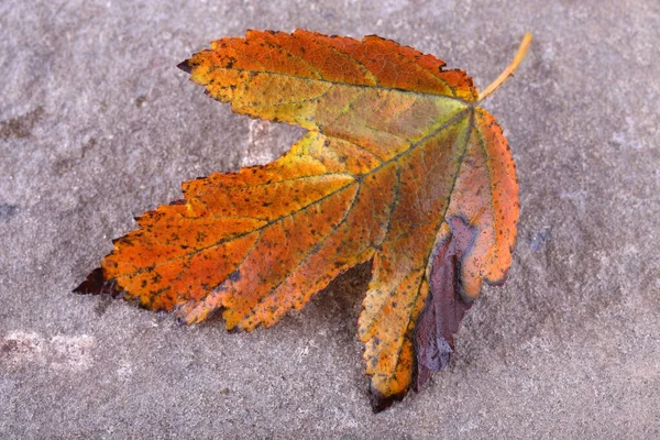 Осенний Лист Камне — стоковое фото