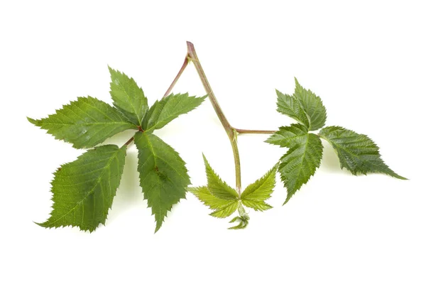 Nahaufnahme Von Abgefallenen Herbstblättern — Stockfoto