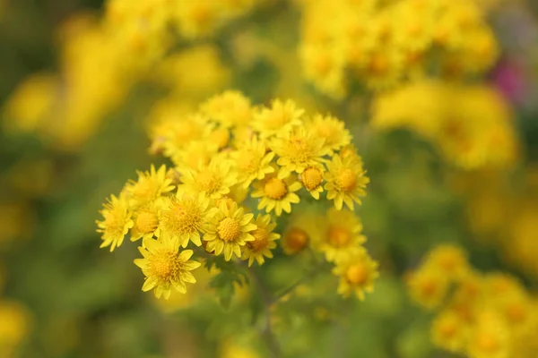 Žluté Chryzantémy Pozadí Bokeh — Stock fotografie