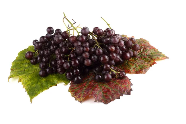 Bunch Fresh Grapes Autumn Leaves Isolated White — Stock Photo, Image