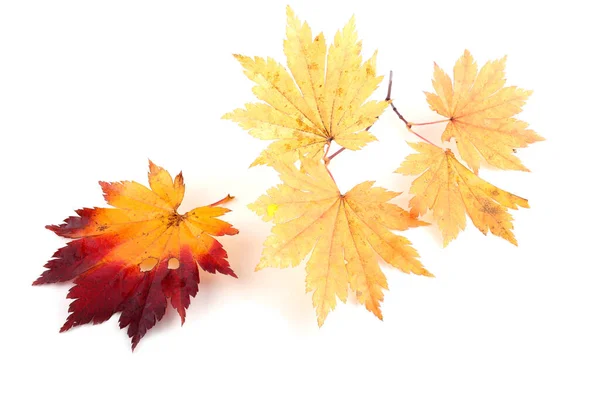 Autumn Leaves Isolated White Background Stock Picture