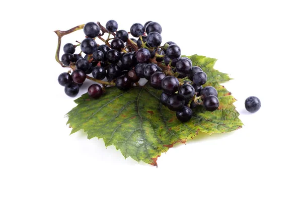 Grape Autumn Leaf Wine Grape Variety Red Wine — Stock Photo, Image