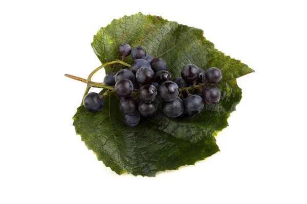 Wine Grape Variety Red Wine — Stock Photo, Image