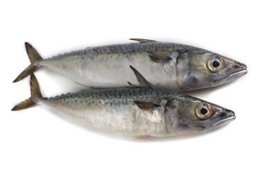 Chub uskumru (Pasifik uskumrusu, saba)