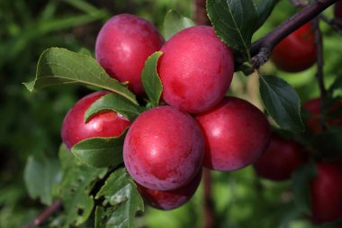 Olgun taze erikler. görünümü kapat