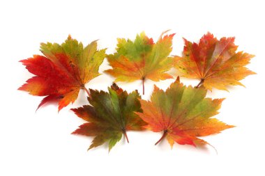 Düşen sonbahar yapraklarını kapatın.